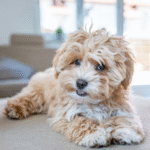 nearest vet clinic Mississauga