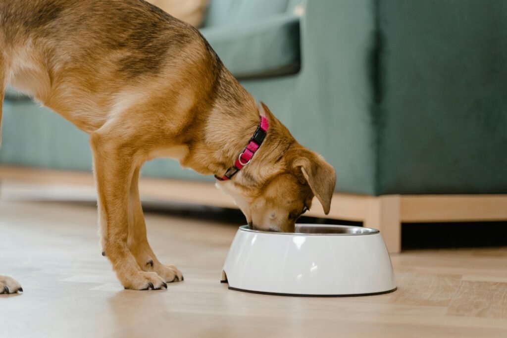 emergency vet near Mississauga