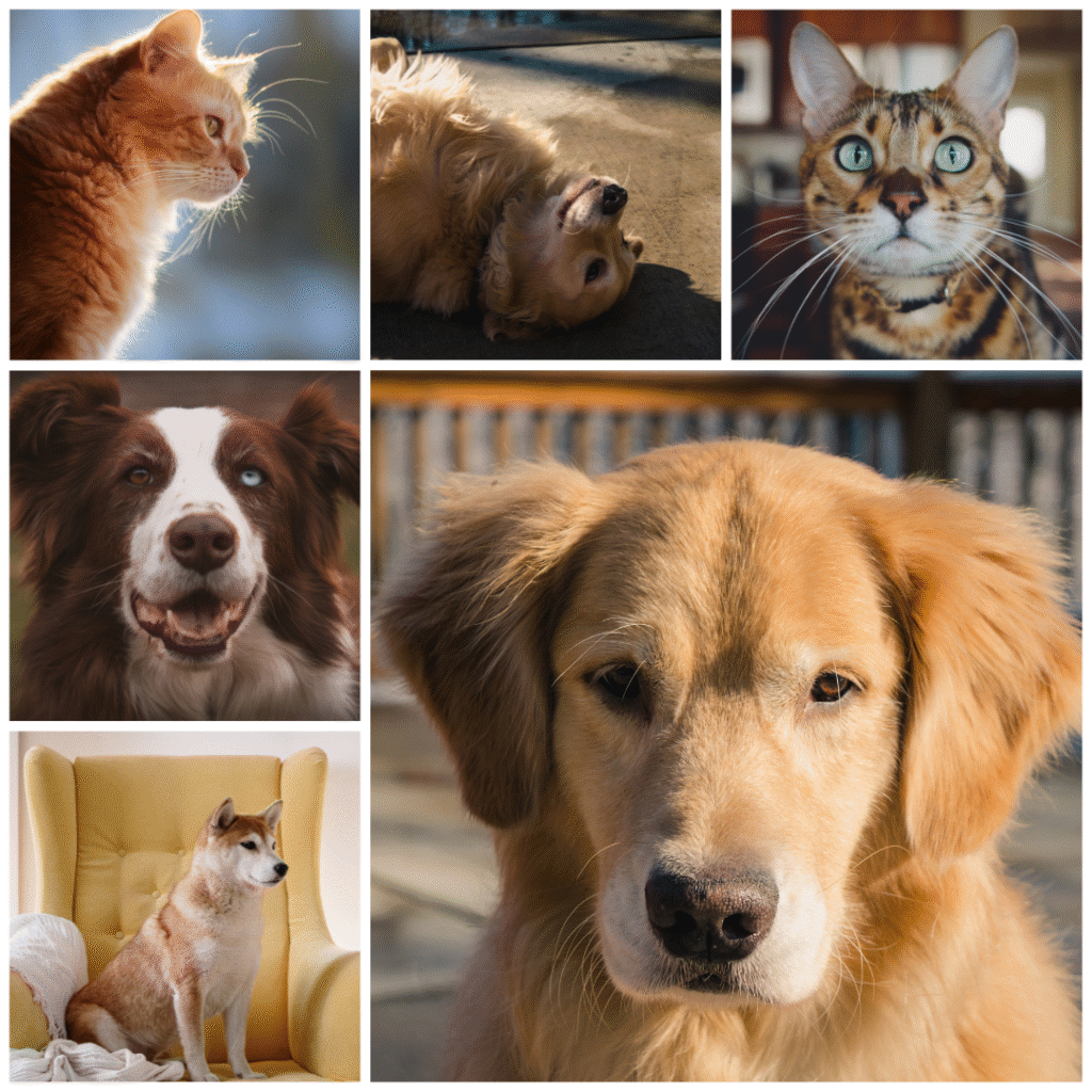 emergency animal hospital Mississauga