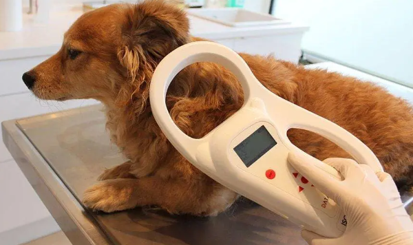 digital x ray veterinary in Mississauga