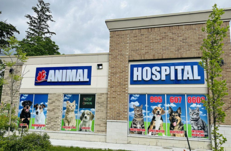 Pet Hospital in Mississauga