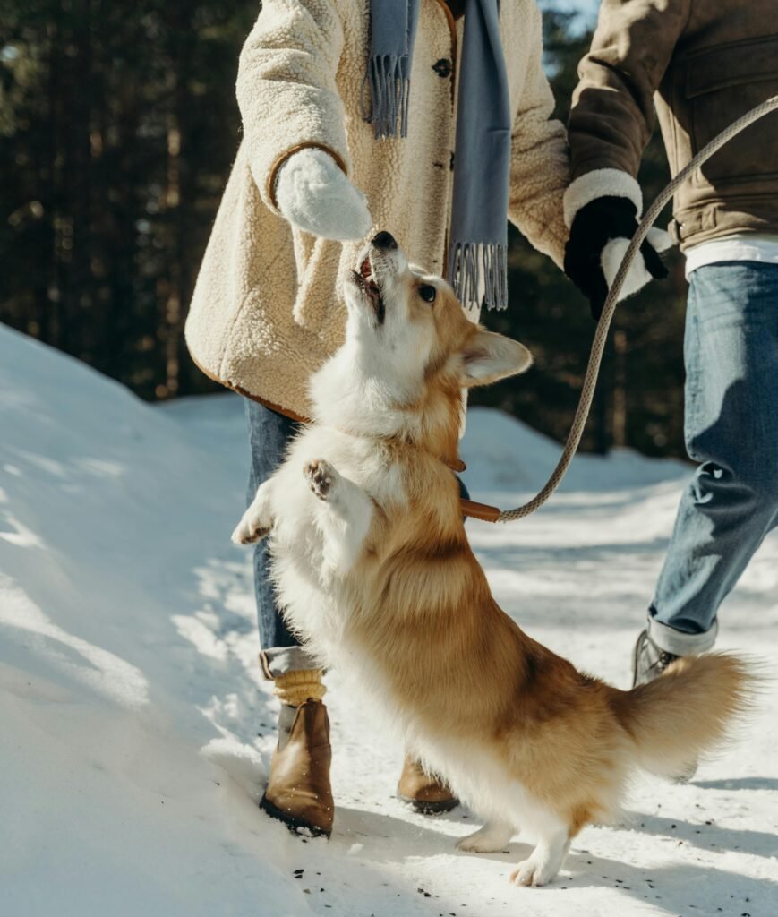 dog dental care in Mississauga