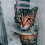 veterinary emergency clinic in Mississauga