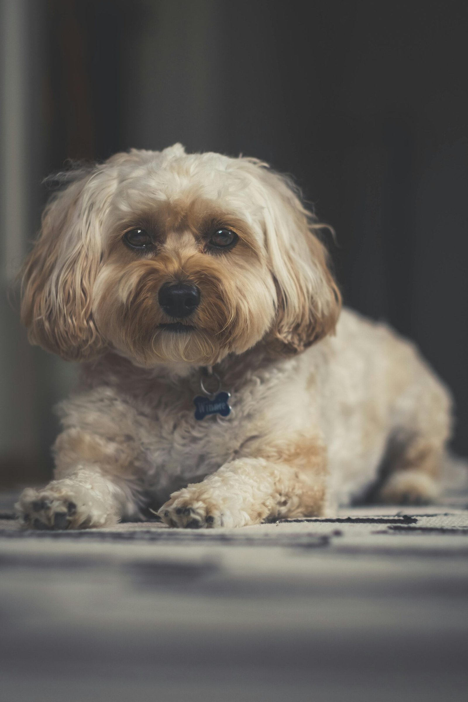 animal dental care in Mississauga