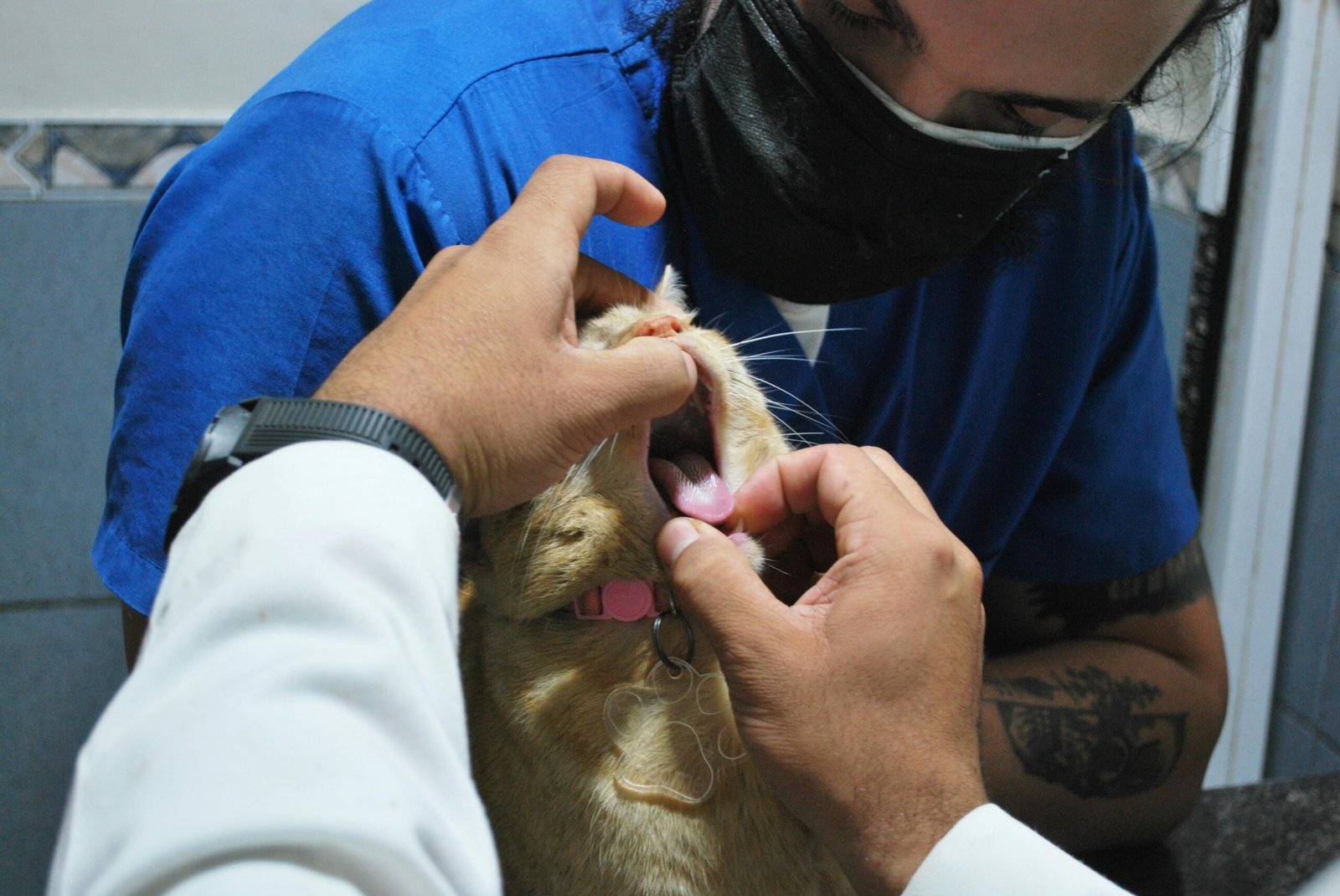 veterinary emergency clinic in Mississauga