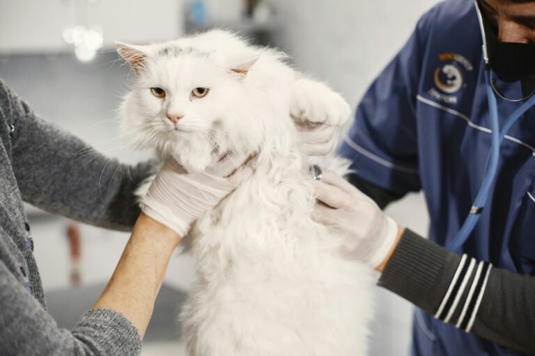 pet hospital in Mississauga
