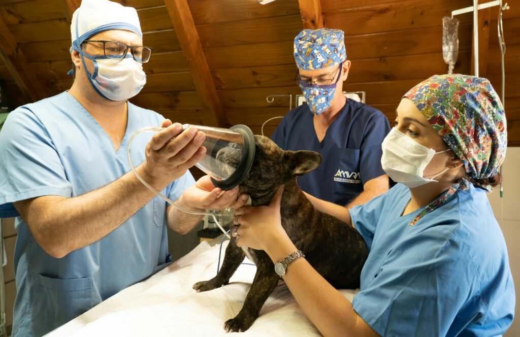 veterinary emergency clinic in Mississauga