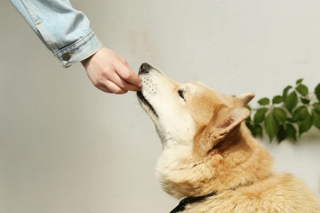 emergency vet clinic Mississauga