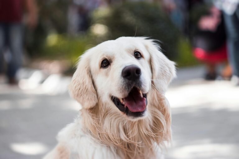 veterinary hospital in Mississauga