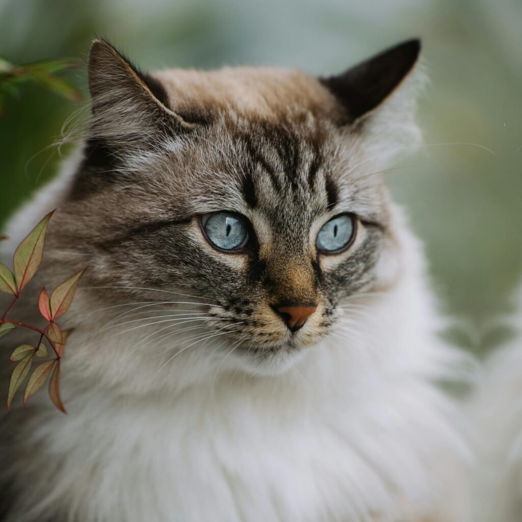 cat dental care in Mississauga