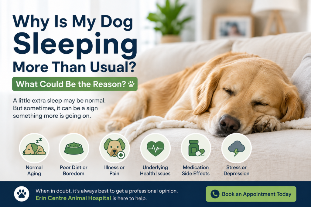 why-is-my-dog-sleeping-more-than-usual