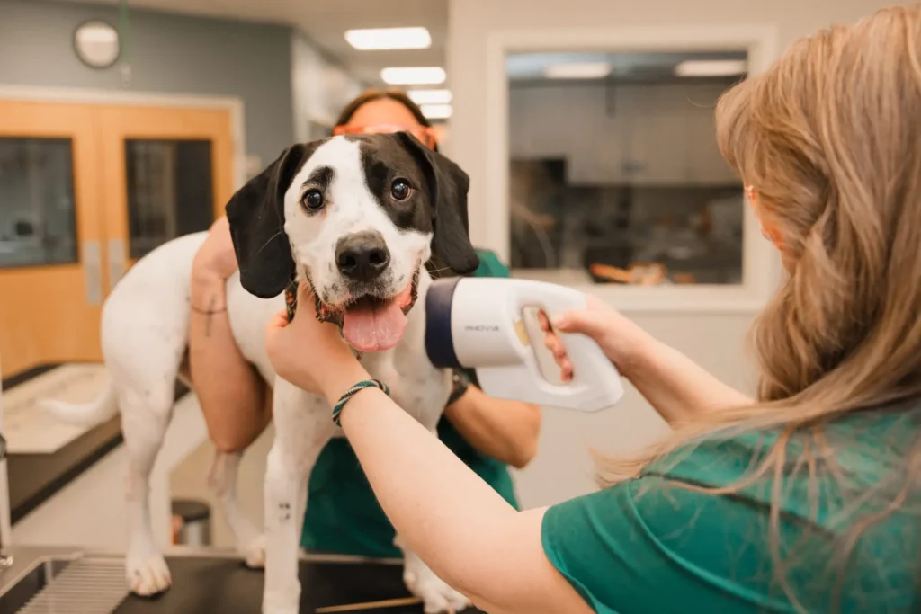 Phovia Therapy for Dogs and Cats in Mississauga